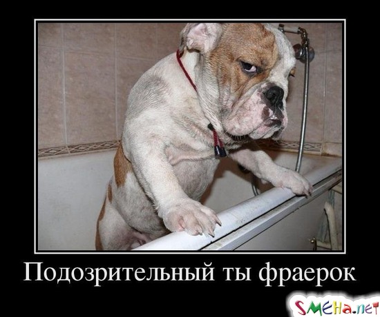 Подозрительный ты фраерок