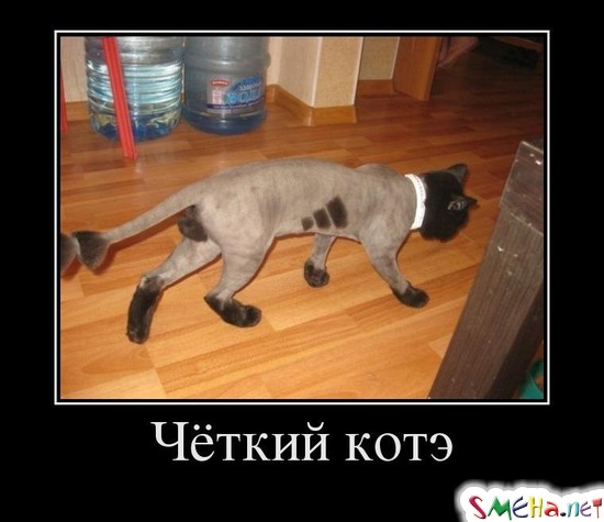 Чёткий котэ