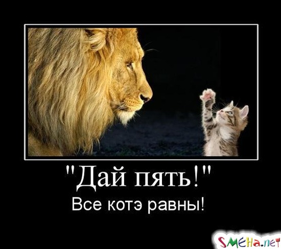 "Дай пять!" Все котэ равны!