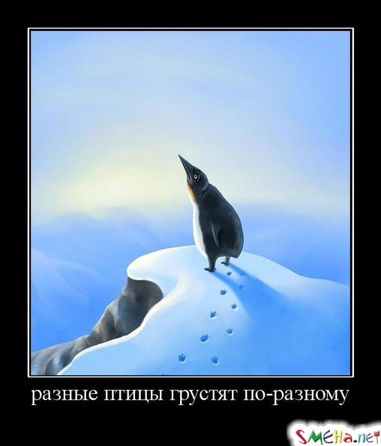 разные птицы грустят по-разному