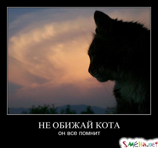 НЕ ОБИЖАЙ КОТА - он все помнит