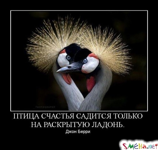 ПТИЦА СЧАСТЬЯ САДИТСЯ ТОЛЬКО НА РАСКРЫТУЮ ЛАДОНЬ. Джон Берри