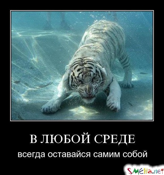 В ЛЮБОЙ СРЕДЕ - всегда оставайся самим собой