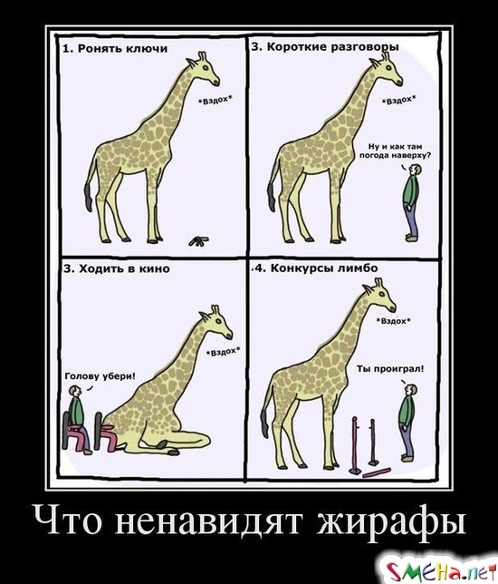 Что ненавидят жирафы