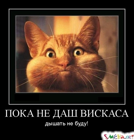 ПОКА НЕ ДАШ ВИСКАСА - дышать не буду!