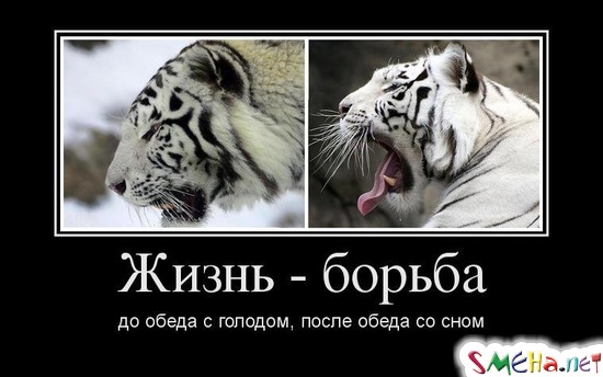 Жизнь - борьба до обеда с голодом, после обеда со сном