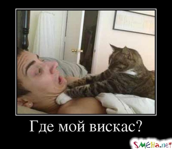Где мой вискас?