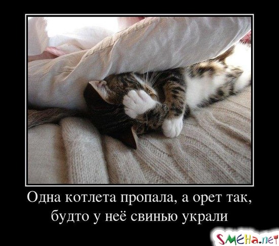 Одна котлета пропала, а орет так, будто у неё свинью украли