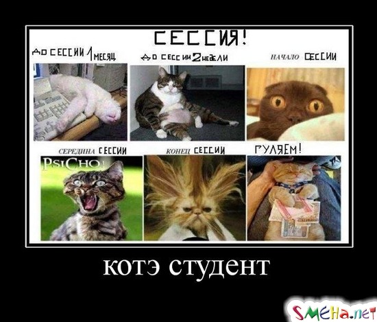 котэ студент