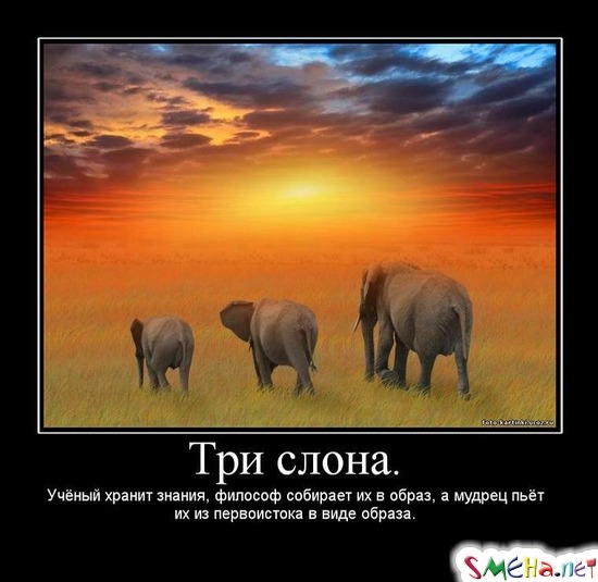 Три слона. - Учёный хранит знания, философ собирает их в образ, а мудрец пьёт их из первоистока в виде образа.