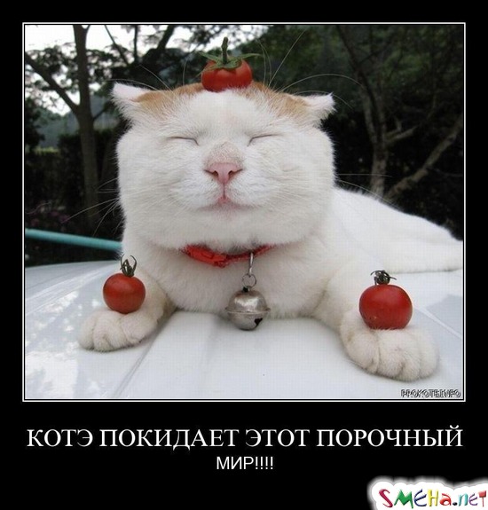 КОТЭ ПОКИДАЕТ ЭТОТ ПОРОЧНЫЙ - МИР!!!!