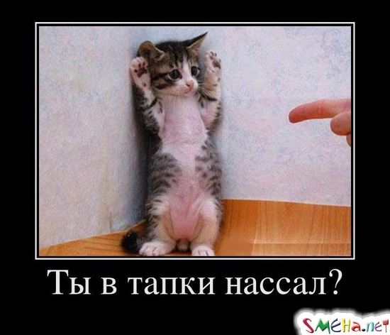 Ты в тапки нассал?