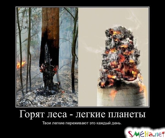 Горят леса - легкие планеты