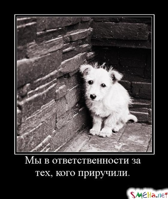 Мы в ответственности за тех, кого приручили.