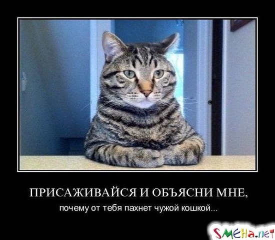 ПРИСАЖИВАЙСЯ И ОБЪЯСНИ МНЕ, - почему от тебя пахнет чужой кошкой...
