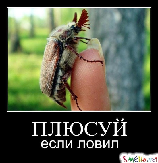 ПЛЮСУЙ - если ловил