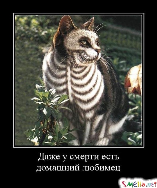Даже у смерти есть домашний любимец