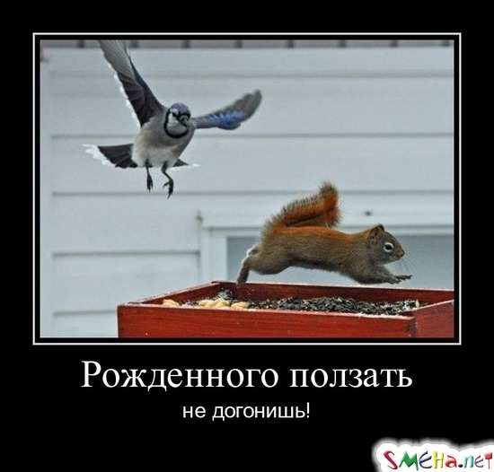 Рожденного ползать - не догонишь!