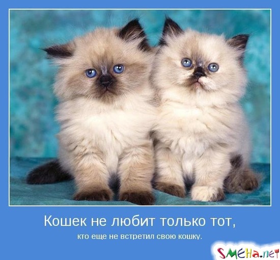 Кошек не любит только тот, - кто еще не встретил свою кошку.