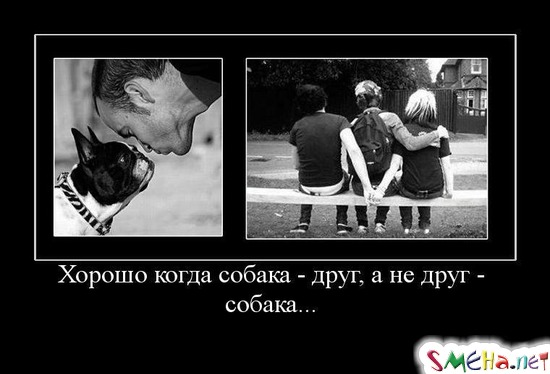 Хорошо когда собака - друг, а не друг - собака...