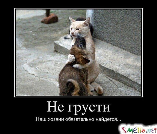 Не грусти - Наш хозяин обязательно найдется...