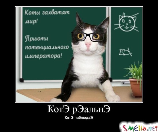 КотЭ рЭальнЭ - КотЭ наблюдаЭ