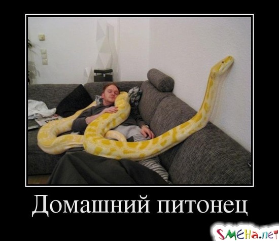 Домашний питонец
