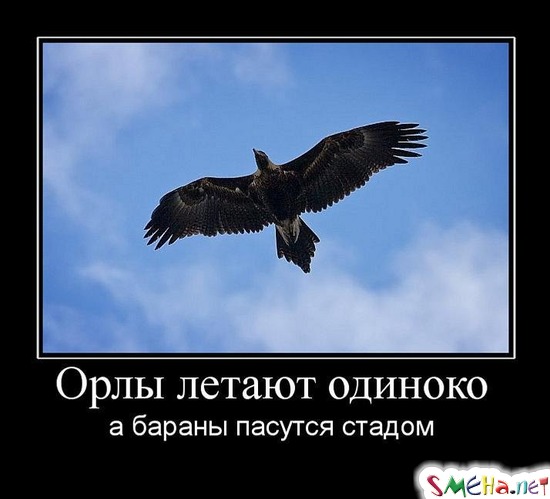 Орлы летают одиноко - а бараны пасутся стадом