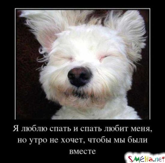 Я люблю спать, а спать любит меня, но утро не хочет, чтобы мы были вместе