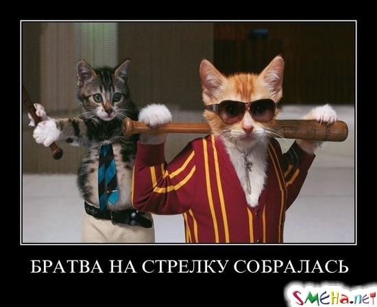 БРАТВА НА СТРЕЛКУ СОБРАЛАСЬ