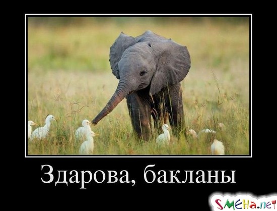 Здарова, бакланы