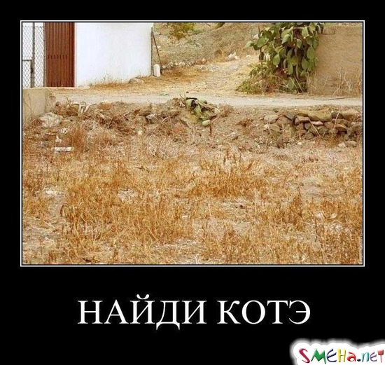 НАЙДИ КОТЭ