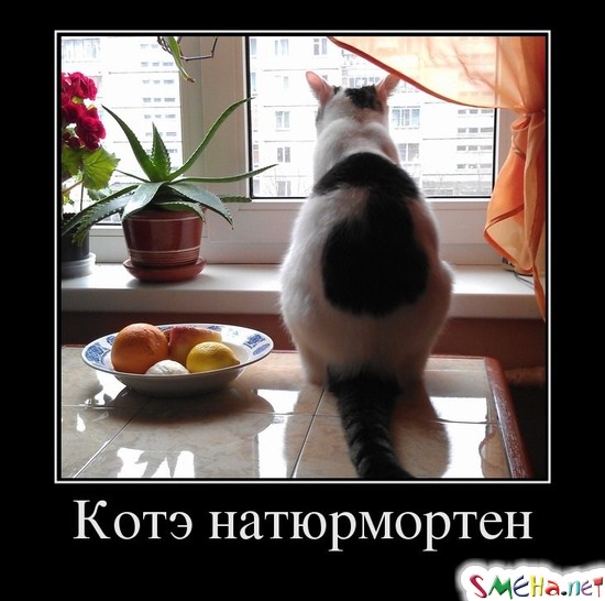 Котэ натюрмортен
