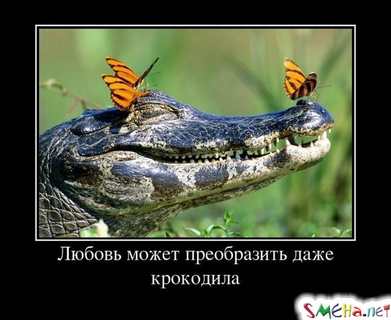 Любовь может преобразить даже крокодила