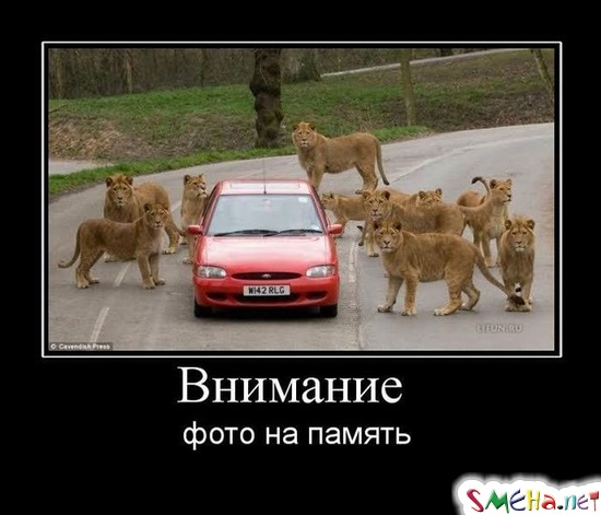 Внимание - фото на память