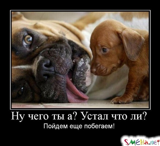 Ну чего ты а Устал что ли? - Пойдем еще побегаем!