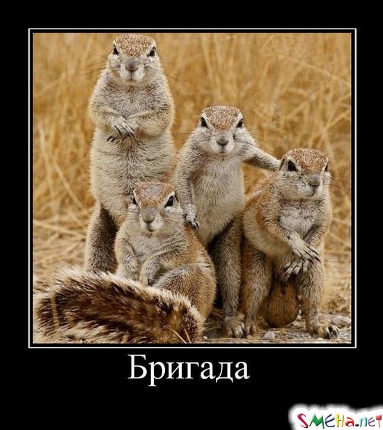 Бригада