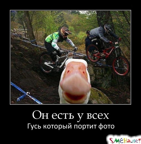 Он есть у всех - Гусь который портит фото