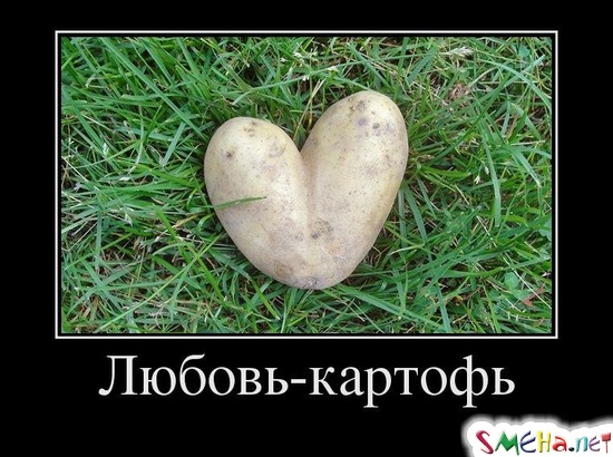 Любовь - картофь