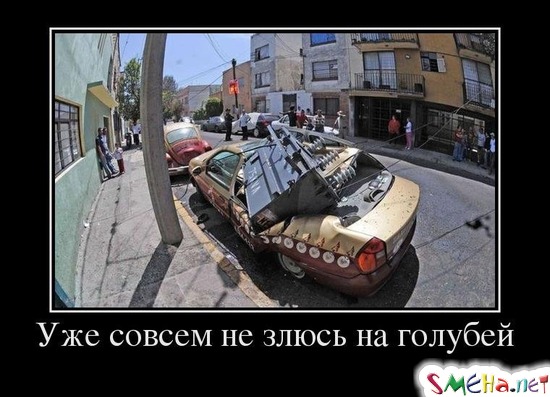 Уже совсем не злюсь на голубей