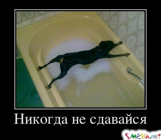 Никогда не сдавайся