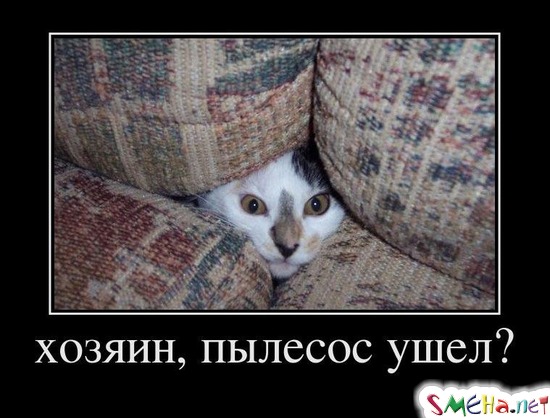 Хозяин, пылесос ушел?