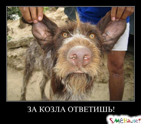 ЗА КОЗЛА ОТВЕТИШЬ!