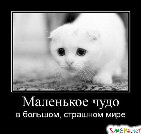 Маленькое чудо - в большом, страшном мире