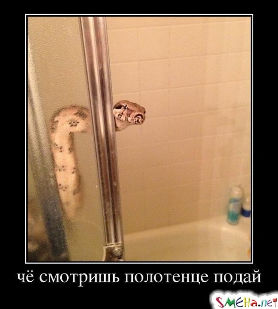 чё смотришь полотенце подай