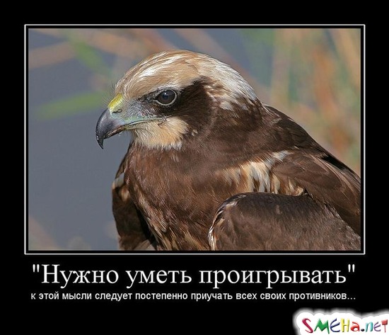 "Нужно уметь проигрывать" - к этой мысли следует постепенно приучать всех своих противников...