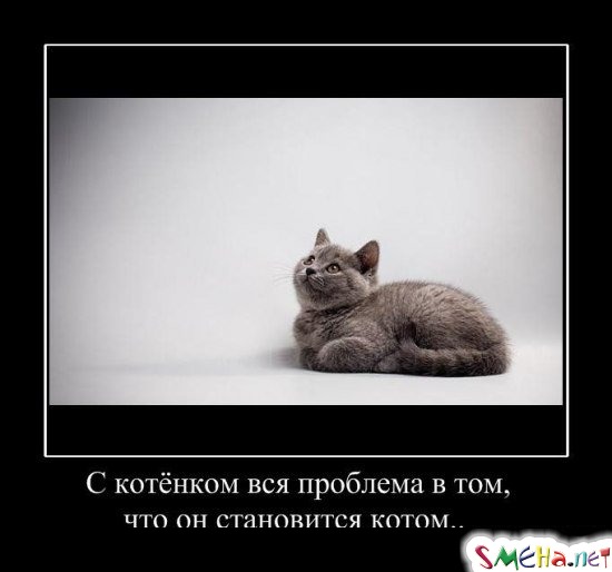 С котенком вся проблема в том, что он становится котом...
