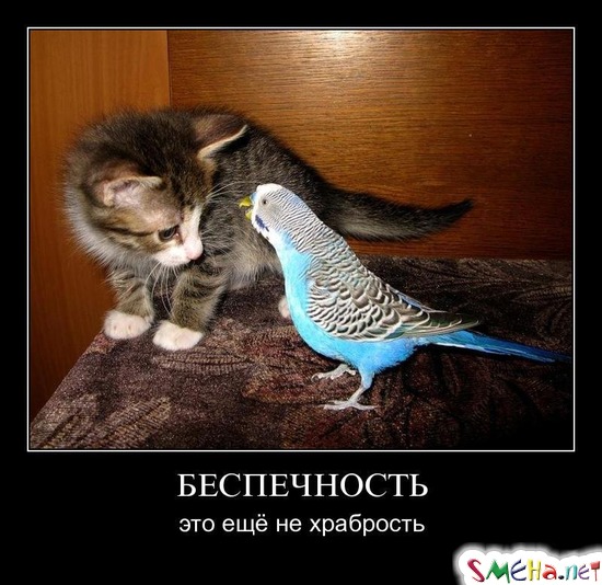 БЕСПЕЧНОСТЬ - это ещё не храбрость