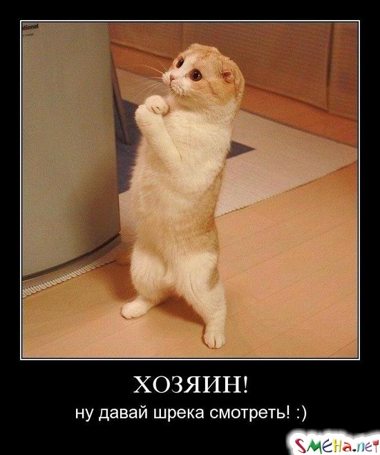 ХОЗЯИН! - ну давай шрека смотреть! :)