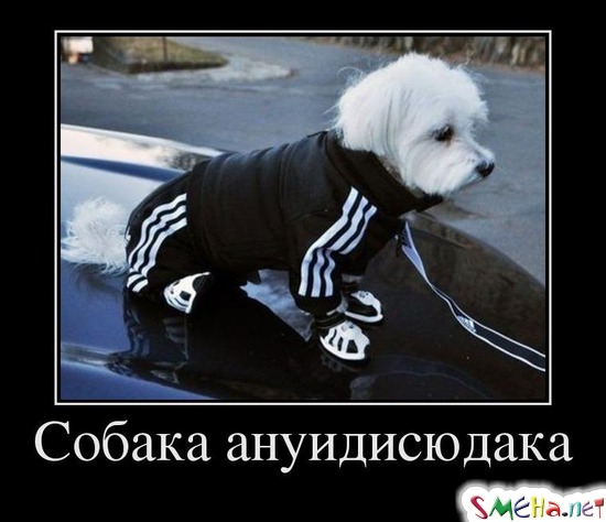 Собака ануидисюдака